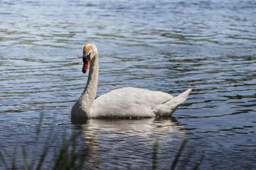 White Swan in nature in sunny summer day