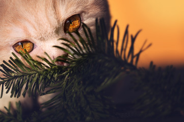 Katzenaugen