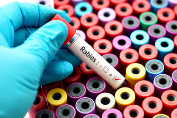 Fototapeta premium Rabies positive