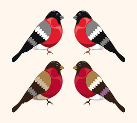 bird bullfinch set