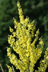 Molène ou bouillon blanc (Verbascum)
