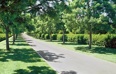 Obraz premium Beautiful green tree lined pathway
