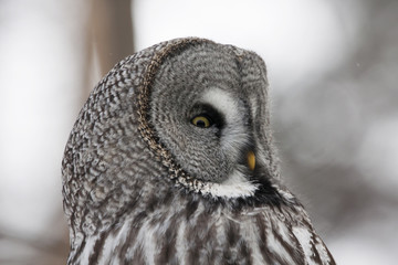 Great grey owl portrait with blurred background