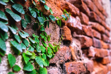 Green ivy climber on the old red brick wall background, selective focus