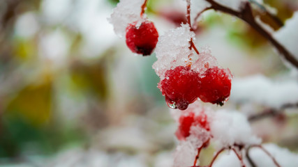 Close up branch of hawthorn with snow.