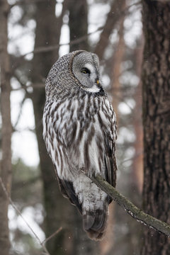 Great grey owl sitting on branch close-up