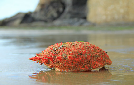 Seespinne, Meerspinne, Dreieckskrabbe (Maja squinado) angespültes, leeres Gehäuse am Strand von Postolonec, Bretagne, Frankreich