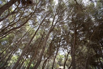 Fototapeta premium THE FOREST