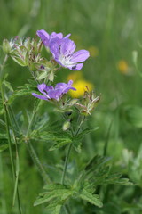 Geranium sauvage