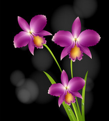 Purple orchid flowers with black background