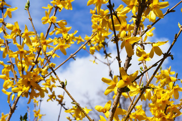 Bush of forsythia yellow flowers with sky and clouds background