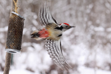 Great spotted woodpecker talons into the mesh feeders