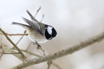 Coal tit is ready to fly