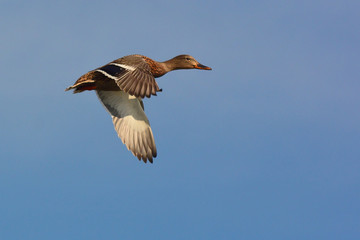 germano reale (Anas platyrhynchos) in volo - femmina