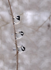 A trio of  coal tits on a branch