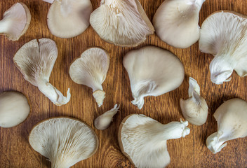oyster mushrooms on a background of wood