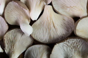 oyster mushrooms, background