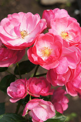 Bush of pink roses in garden