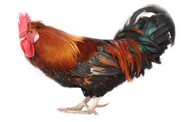 rooster