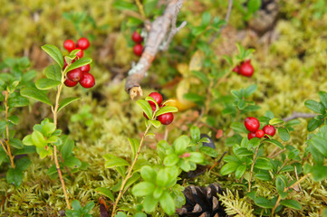 Branches of cranberry or foxberry in forest with foliage