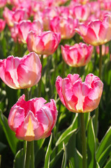 Bright pink tulips flowers on green field 