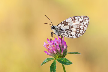 Schachbrettfalter auf einer Kleeblüte, Schachbrett