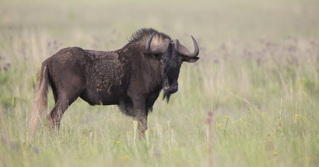 Black wildebeest male standing on open grass plain