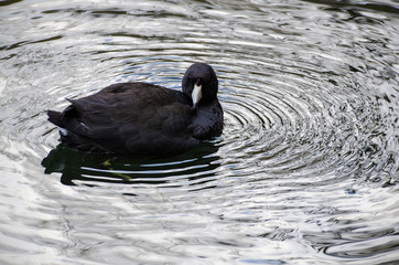 American coot (Fulica americana) swims in a Franklin Canyon pond in Los Angeles, CA.