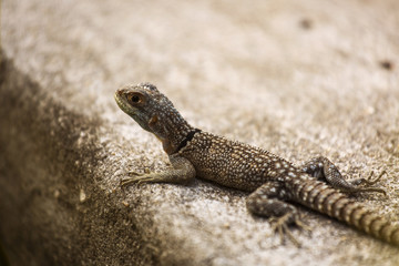 Closeup of a cameleon in his natural habitat, Madagascar.