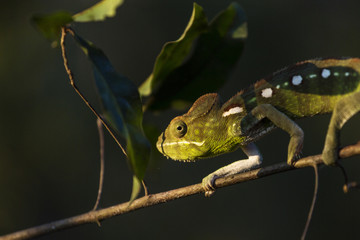 Closeup of a cameleon in his natural habitat, Madagascar.