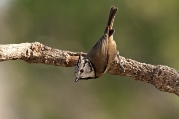Crested tit. Lophophanes cristatus