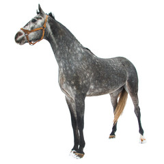 Purebred horse isolated