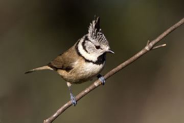 Crested tit. Lophophanes cristatus