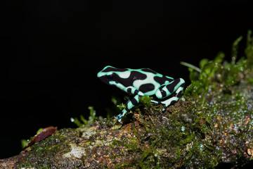 Green and black poison dart  sitting on a tree trunk