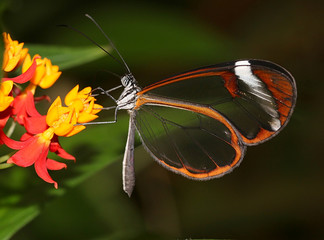 Fototapeta na wymiar South American Glasswinged butterfly (Greta oto) feeding on a flower
