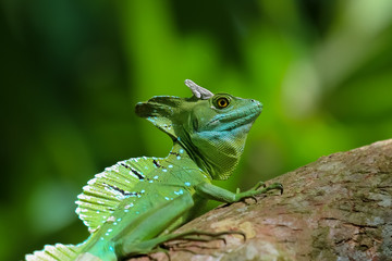 Emerald basilisk on a tree trunk