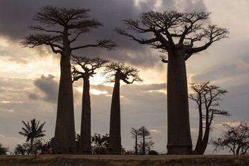 Fototapeta na wymiar Baobab Alley in Madagascar, Africa. Beautiful and colourful land