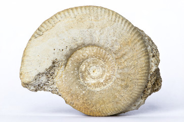 Hamulisphinctes, ammonite fossile 