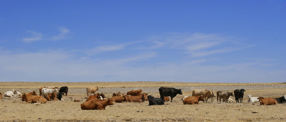 Herd of cows and bulls resting on the dry summer pasture