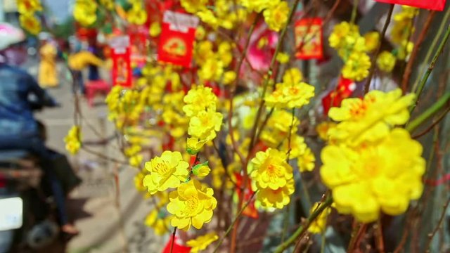 NHA TRANG, KHANH HOA/VIETNAM - JANUARY 26 2017: Closeup yellow flowers on tree branches decorated with painted red flags on street market for Vietnamese new year TET on January 26 in Nha Trang