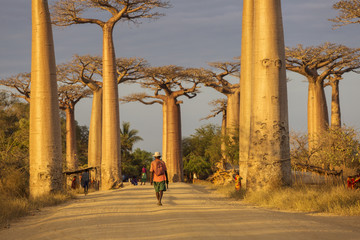 Baobab Alley in Madagascar, Africa. Beautiful and colourful land - obrazy, fototapety, plakaty