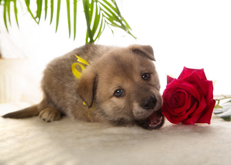 Brown puppy on a white background with a flower