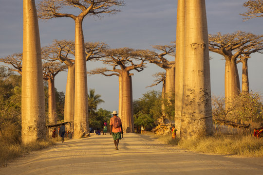 Baobab Alley in Madagascar, Africa. Beautiful and colourful land