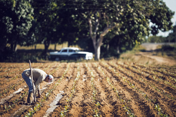 Farmer working on field in farm