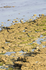 Plage rocheuse à marée basse