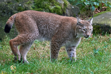 Eurasian lynx (Lynx lynx)