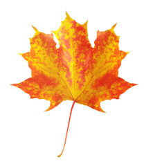 Fototapeta premium colorful autumn maple leaf isolated on white background