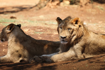 Lion and lioness into the zoo
