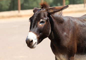 Obraz premium mule