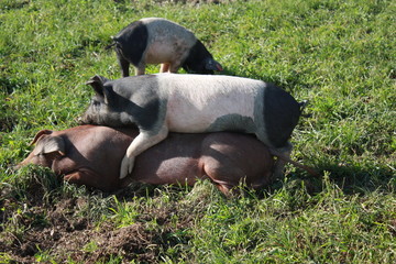 Fototapeta premium Schweine, Ferkel, Tier, Nähe, Liebe, Natur